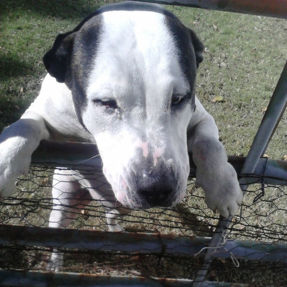***PET ALERT!!!*** - Picture 5 of 13